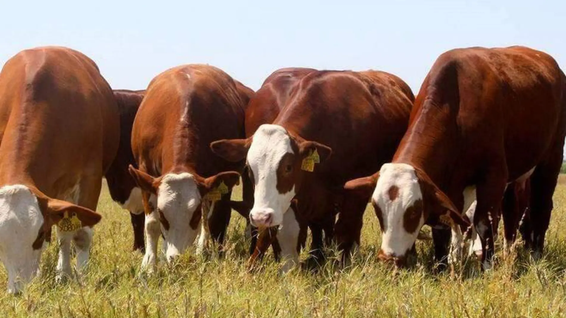 vacas, cara blanca, Hereford1